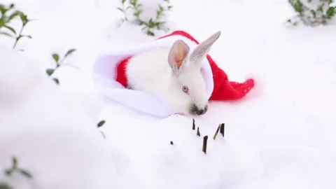 White rabbit goes away from red Santa Claus hat, sniffing and searching for food Stock Footage 227322272