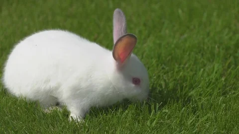 White rabbit on a grass background Stock Footage 78239307