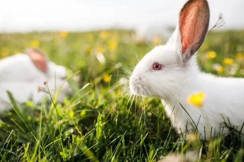 White rabbit on a grass background Stock Photos