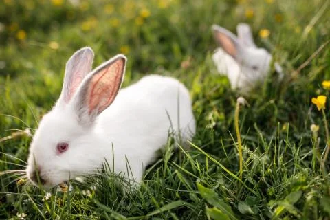 White rabbit on a grass background Stock Photos