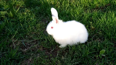 White rabbit on the grass Stock-Footage 71426971