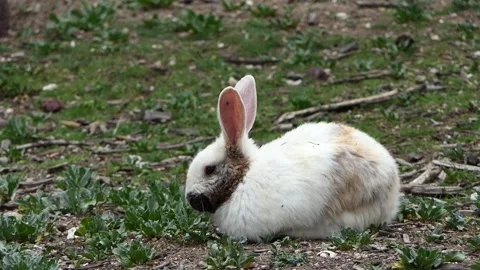 White rabbit on the grass Stock Footage 241171291