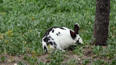 White rabbit on the grass Stock-Footage 241171405