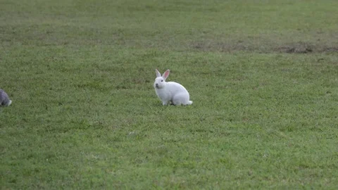 White rabbit on the grass Stock Footage 346182747