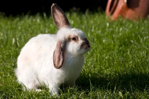White rabbit on the grass 写真素材