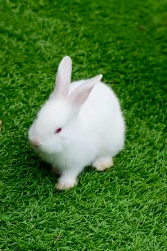 White rabbit in grass Stock Photos