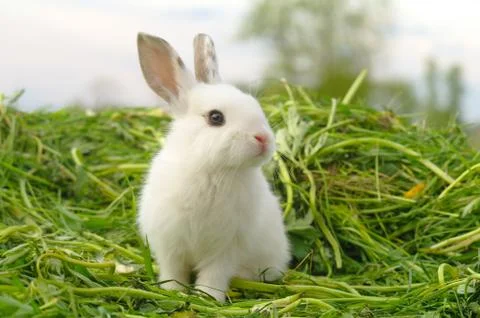 White rabbit on the grass Stock Photos