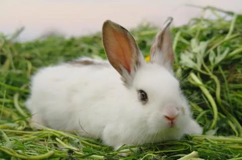 White rabbit on the grass Stock Photos