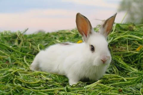 White rabbit on the grass Stock Photos