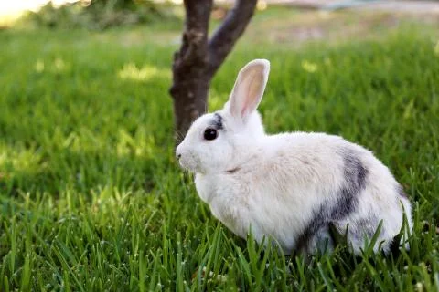 White rabbit in the grass Foto stock