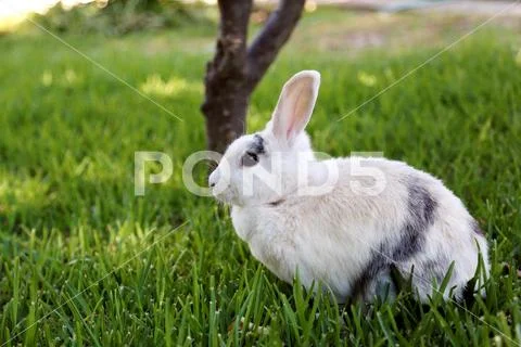 white rabbit in the grass
