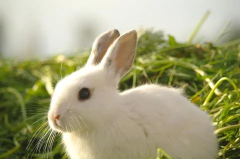White rabbit on the grass Stock Photos