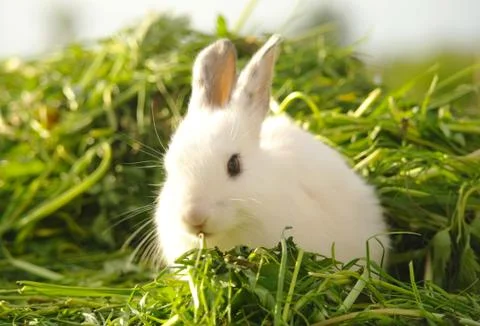White rabbit on the grass Stock Photos