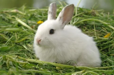 White rabbit on the grass Stock Photos
