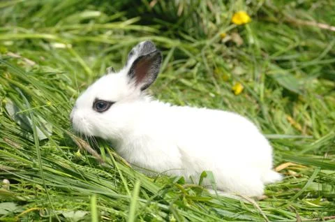 White rabbit on the grass Stock Photos