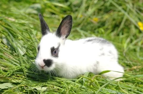 White rabbit on the grass Stock Photos