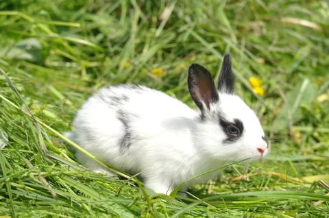 White rabbit on the grass Stock Photos
