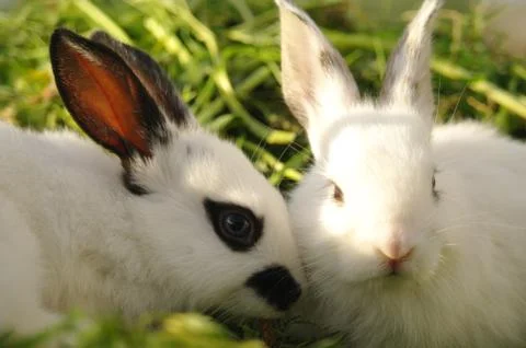 White rabbit on the grass Stock Photos