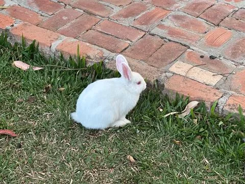 White Rabbit in the Grass Stock Photos