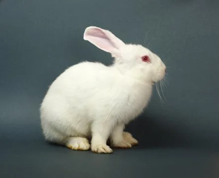 White rabbit on gray background Stock-Fotos
