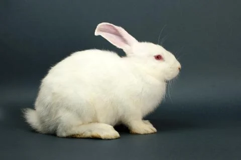 White rabbit on gray background Foto stock