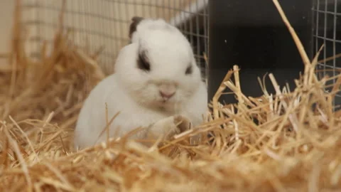 A white rabbit with gray ears and spots cleans its muzzle in a cage with hay Stock Footage 246984424