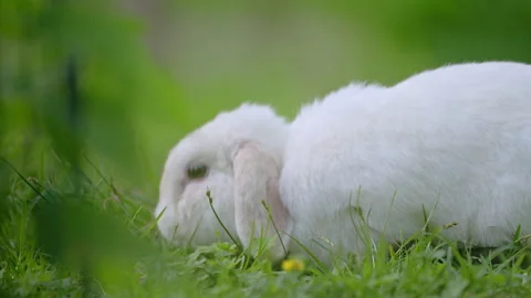 White rabbit grazing on fresh grass with soft natural light, beautiful 4K Stock Footage 335412567