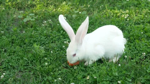 White rabbit on green grass eats a carrot. Slow motion. Stock Footage 246047090