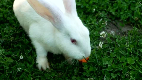 White rabbit on green grass eats a carrot. Slow motion. Stock Footage 246047291