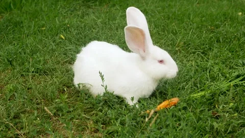 White rabbit on green grass eats a carrot. Slow motion. Stock Footage 246581820