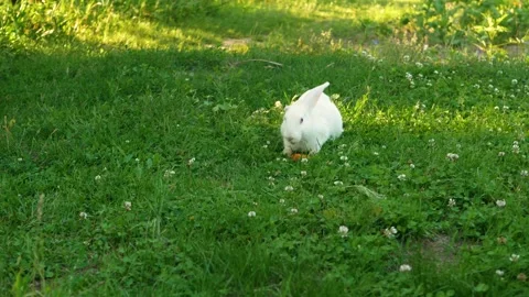 White rabbit on green grass eats a carrot. Slow motion. Stock Footage 246582220