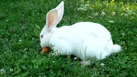 White rabbit on green grass eats a carrot. Slow motion. Stock Footage 247083739