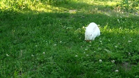 White rabbit on green grass eats a carrot. Slow motion. Stock Footage 247557648