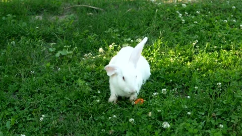 White rabbit on green grass eats a carrot. Slow motion. Stock Footage 250070200