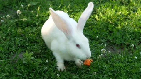 White rabbit on green grass eats a carrot. Slow motion. Stock Footage 250871174