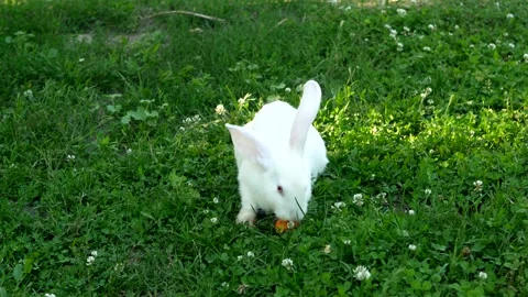 White rabbit on green grass eats a carrot. Slow motion. Stock Footage 251825683