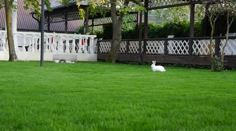 White rabbit on green grass Video stock 45842045