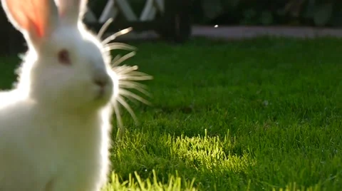 White rabbit on green grass Video stock 45842048