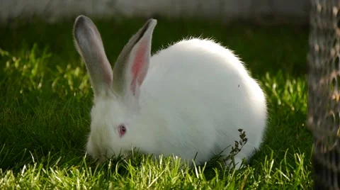 White rabbit on green grass Video stock 45842055