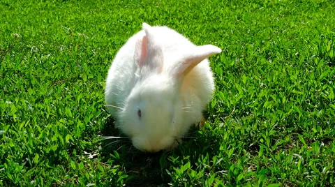 White rabbit on green grass Stock-Footage 63132908