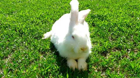 White rabbit on green grass Stock Footage 63305773