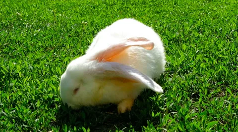 White rabbit on green grass 库存影片 63306047