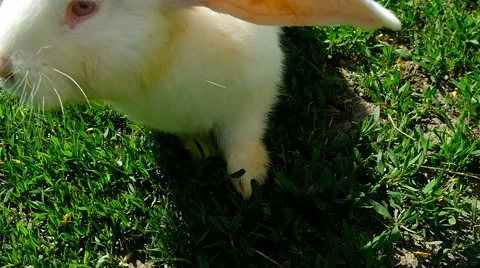 White rabbit on green grass Stock Footage 63306624