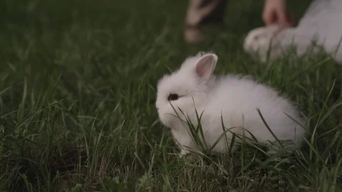 White rabbit in green grass Stock Footage 106945187