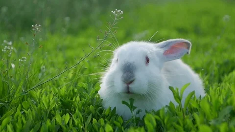 White rabbit in green grass Stock Footage 108753966