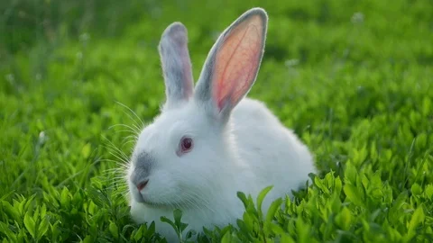 White rabbit in green grass Video stock 108753978