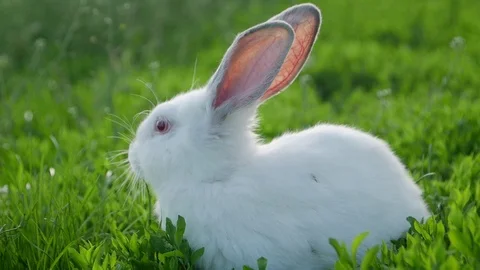 White rabbit in green grass Stock Footage 108753985