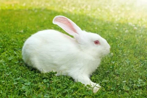 White rabbit in green grass Stock Photos