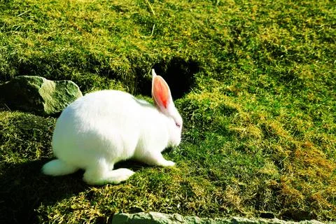White rabbit on the green grass Stock Photos