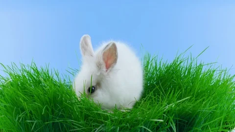 White rabbit in the green grass, shows tongue Stock Footage 104866294